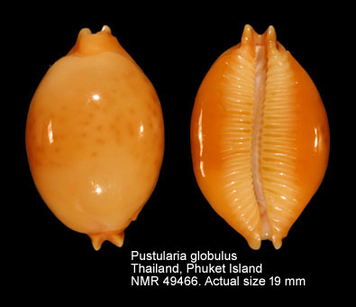 Pustularia globulus (5).jpg - Pustularia globulus (Linnaeus,1758)